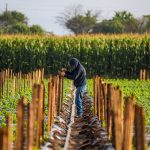 Innovación social: Estudiantes crean destilador solar para comunidades rurales