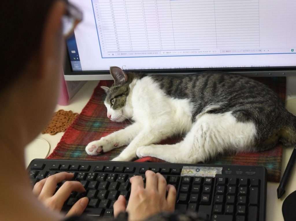 Gatos en Oficinas Japonesas Reducen Estrés y Mejoran Productividad