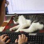 Gatos en Oficinas Japonesas Reducen Estrés y Mejoran Productividad