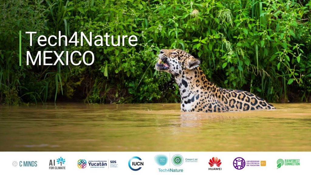 Jaguar preservación: Iniciativa Tech4Nature protege al felino y su hábitat